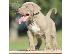 PoulaTo: Pitbull